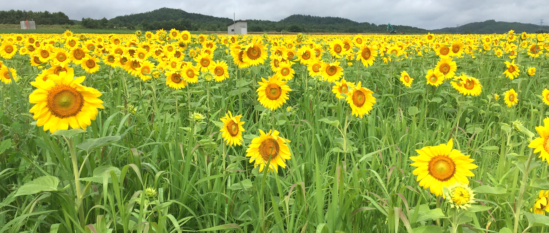 作品に関する風景画像
