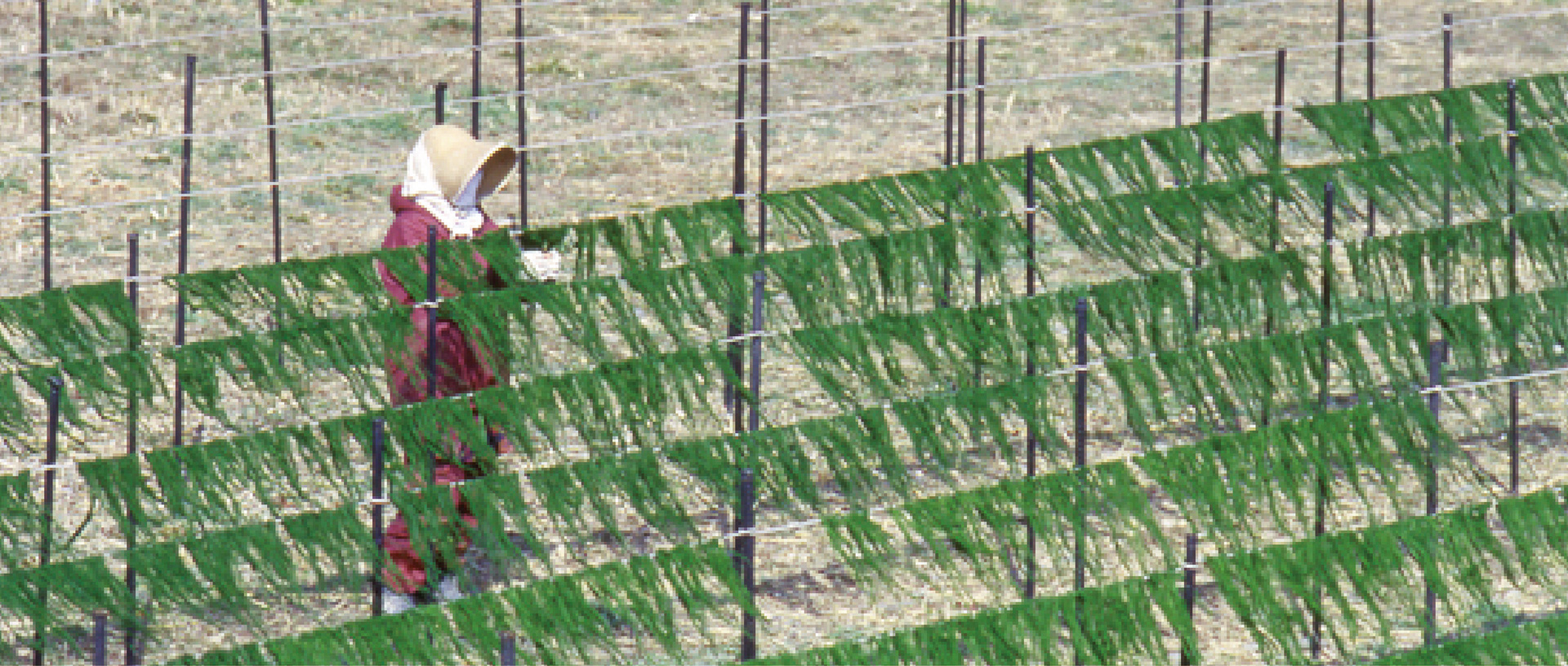 作品に関する風景画像