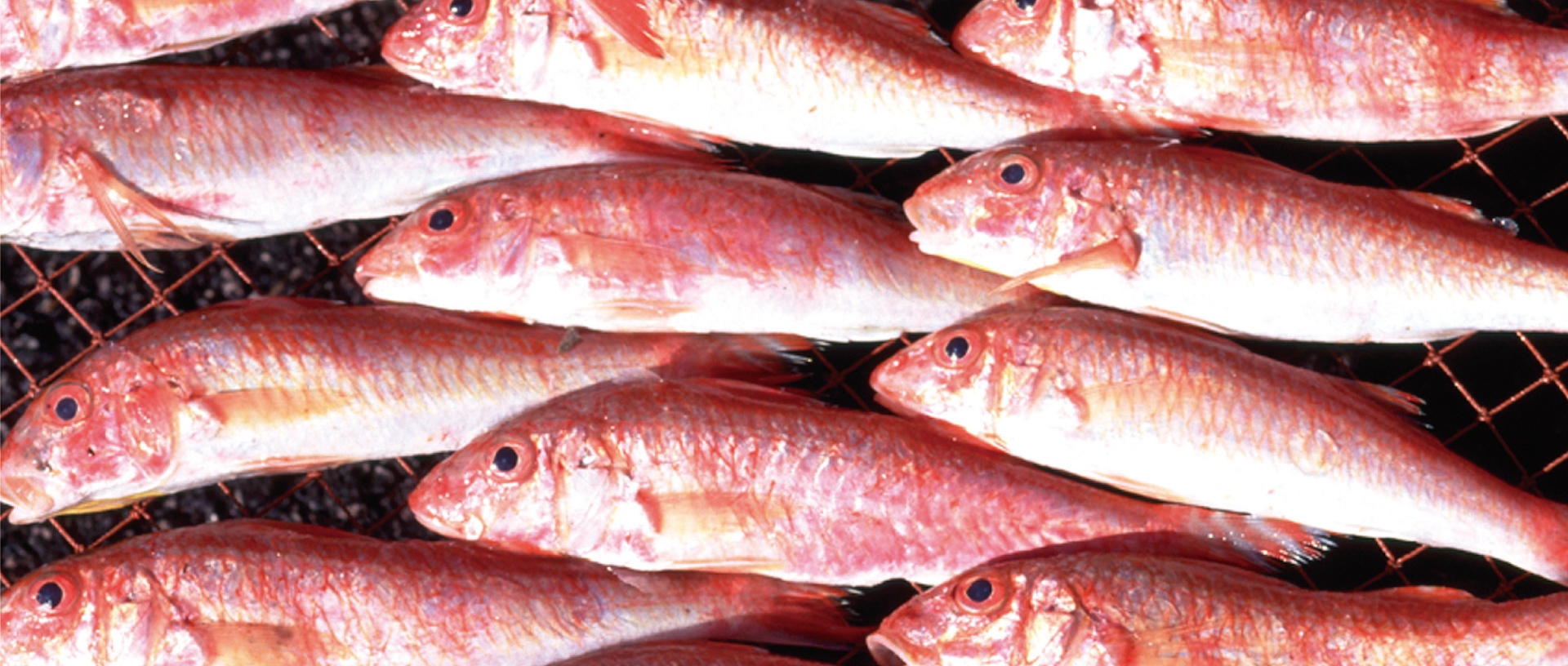 作品に関する風景画像