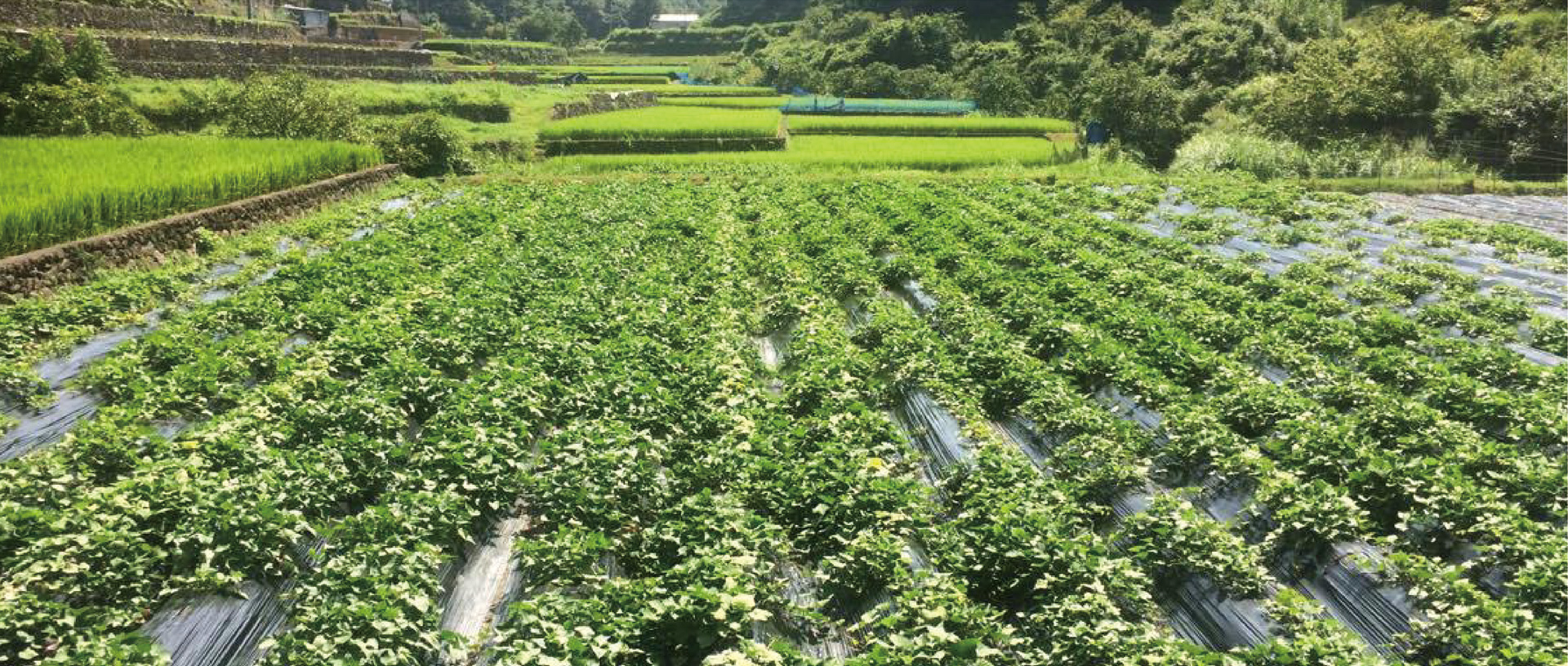 作品に関する風景画像