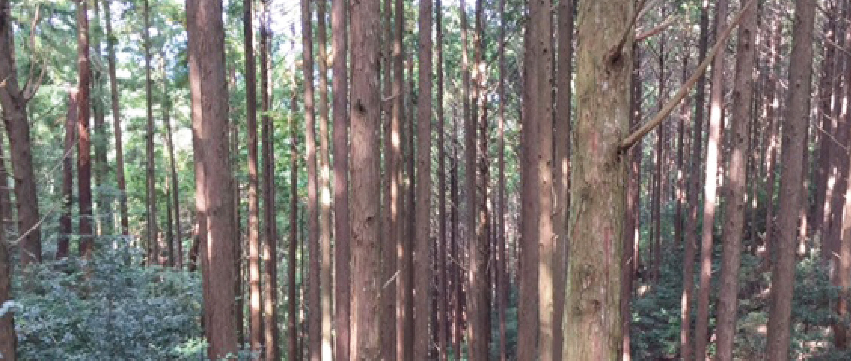 作品に関する風景画像