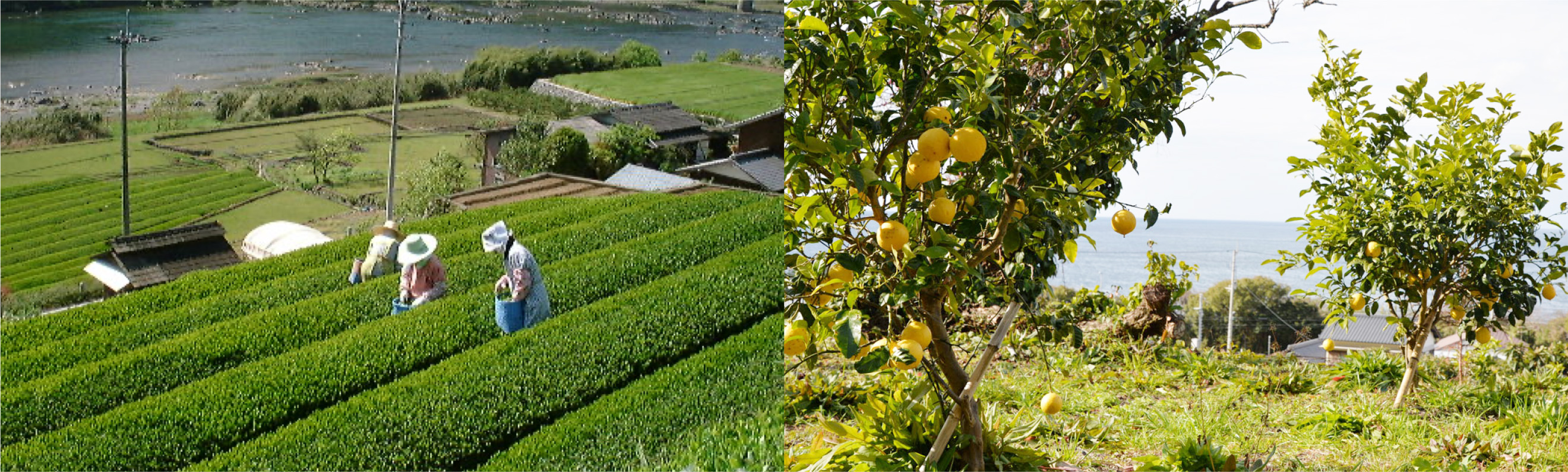 作品に関する風景画像