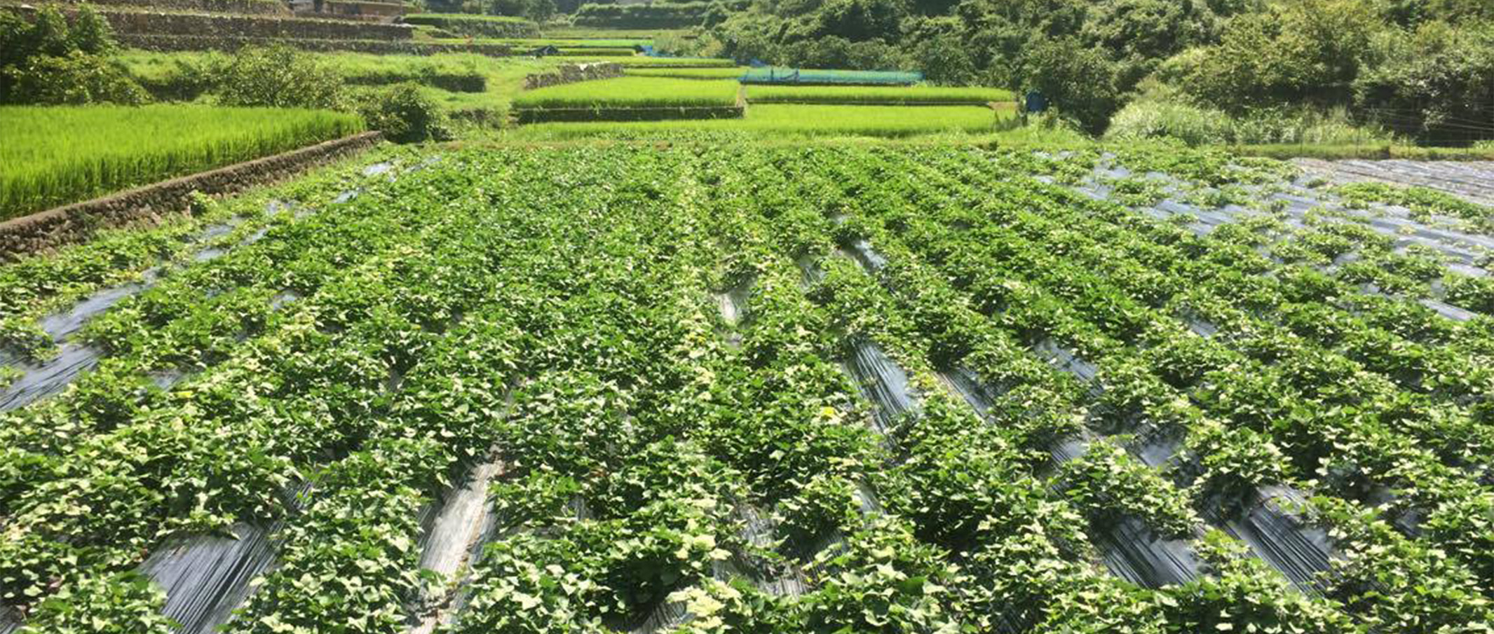 作品に関する風景画像