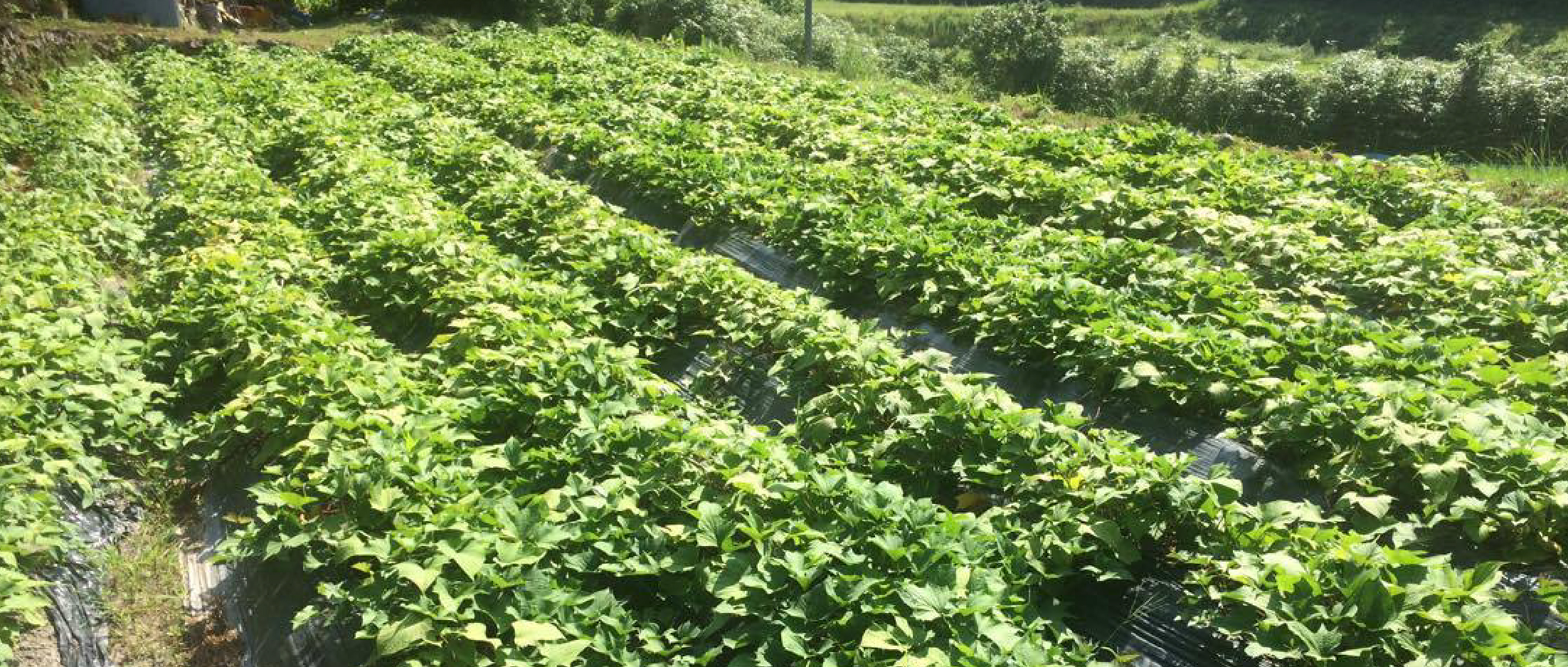 作品に関する風景画像