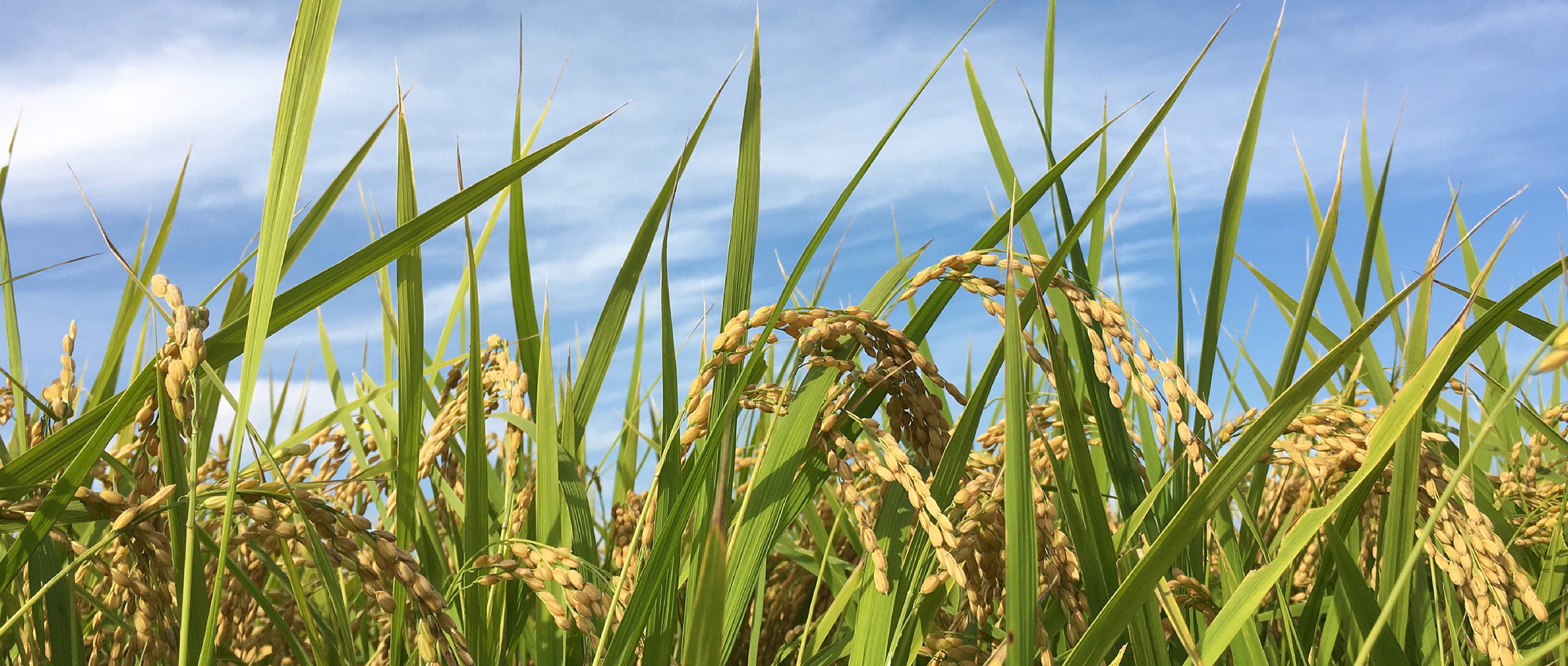 作品に関する風景画像